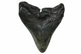Fossil Megalodon Tooth - South Carolina #374750-1